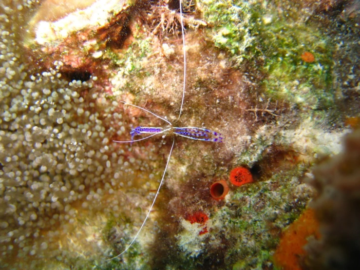 an underwater view looking down at some very small things