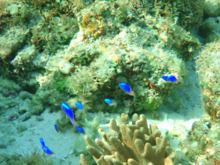 several fish are swimming near small blue coral