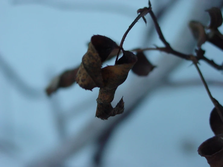 the flower leaves on a tree nch are brown