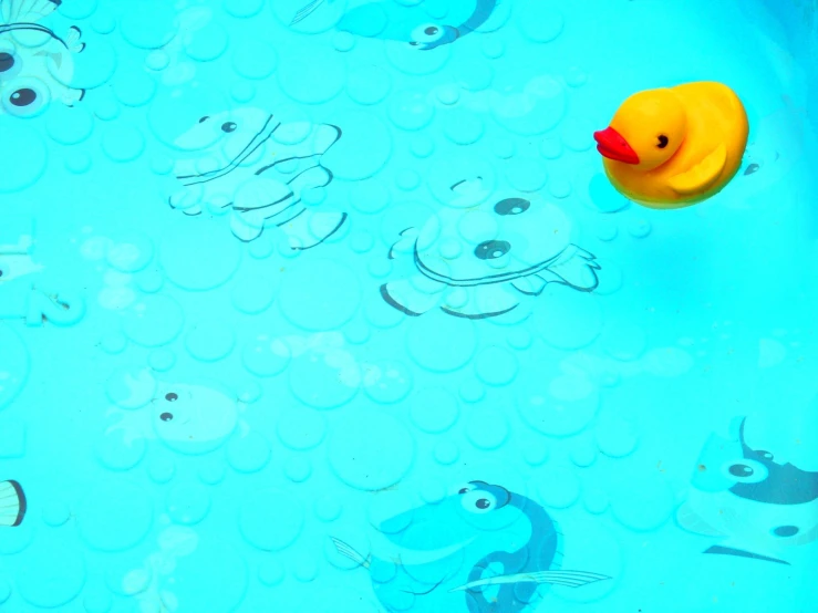 yellow rubber duck and several fish floating in a blue pool