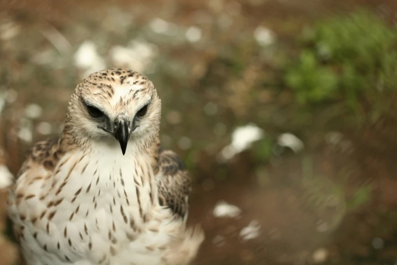 a owl is sitting on the ground looking down