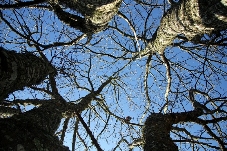 a view looking up at the top of tree limbs