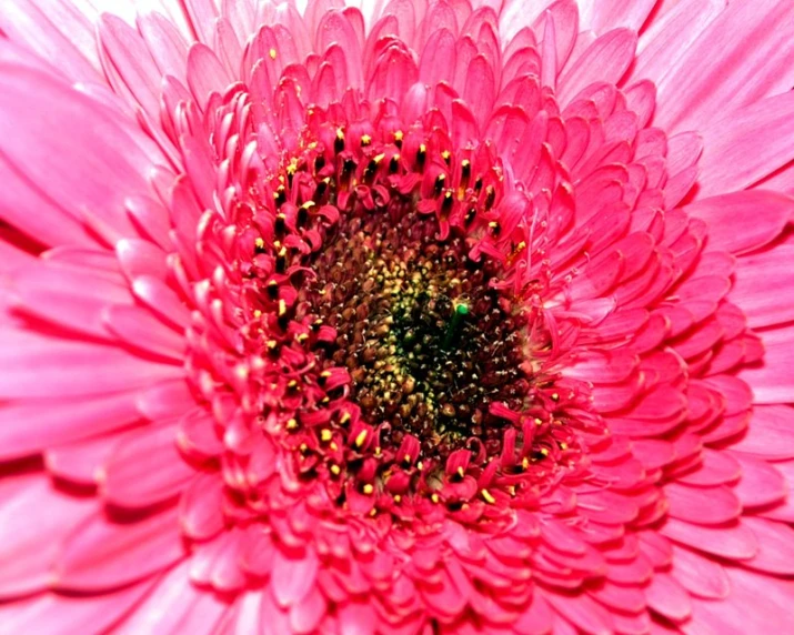 the center of a pink flower with yellow center