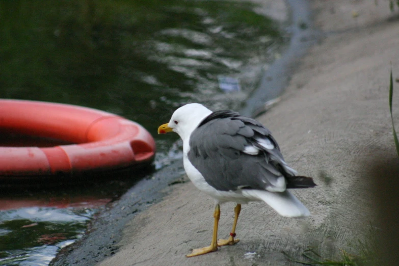 a seagull standing next to the edge of the water and looking at the ground