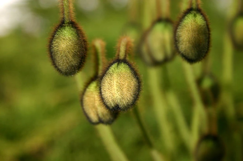 a group of green flowers that are on a stem