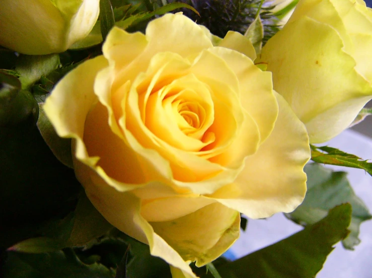 yellow rose with leaves in a vase setting