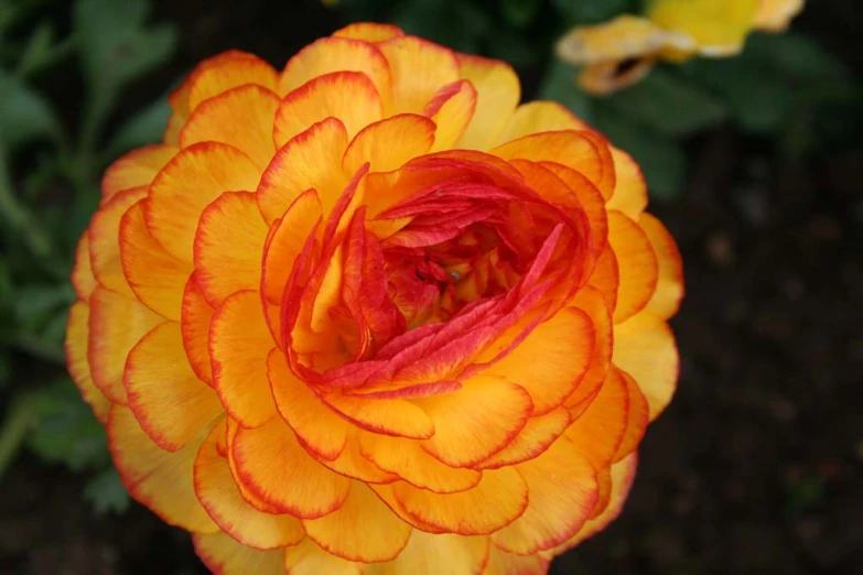 closeup of a yellow and orange flower blooming in a garden