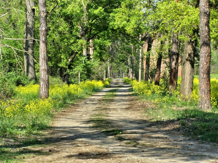 the road is surrounded by lots of trees and wildflowers