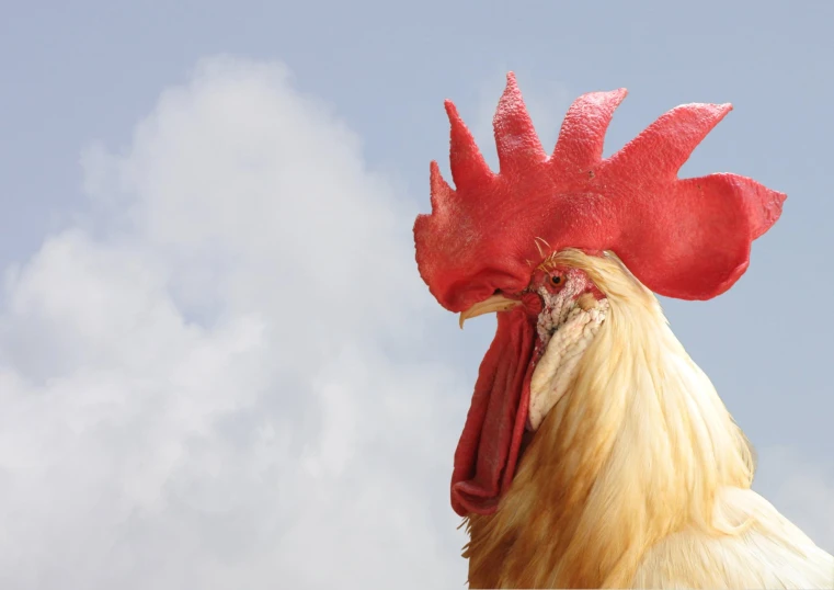 a rooster with a red comb standing in the sun