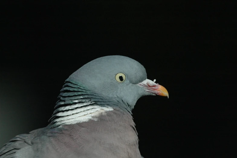 a pigeon with yellow eyes is staring at soing
