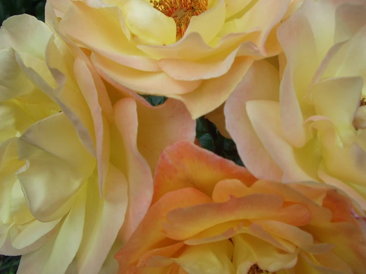 a close up of flowers in full bloom