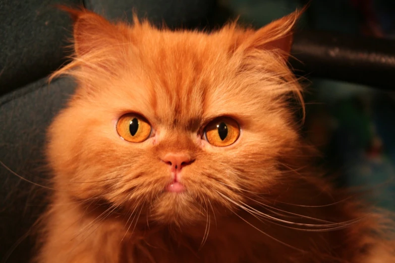 a cat has orange eyes while sitting on a chair