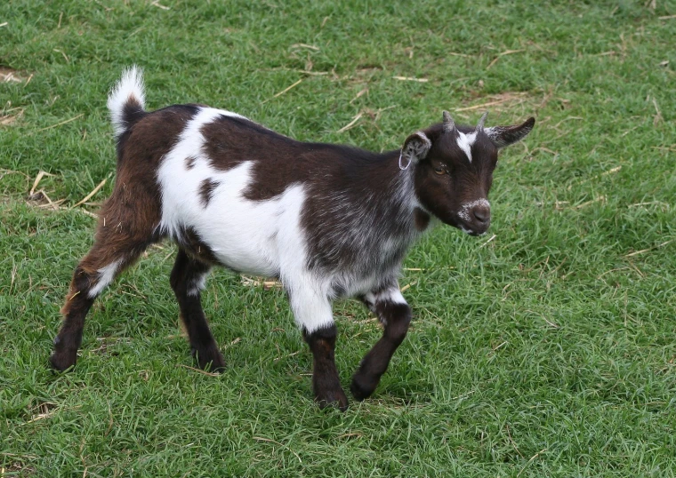 small brown and white goat on a grassy field