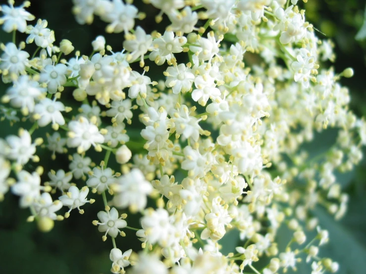white flowers are growing on a bush