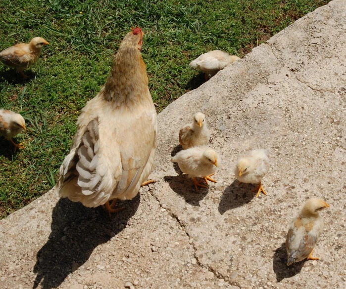 a number of small baby birds on some grass