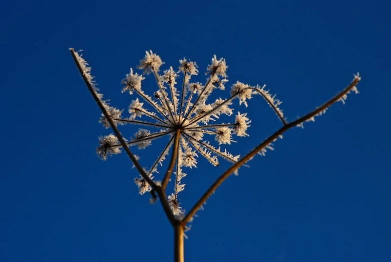 the flower stem has frosted white flowers in it