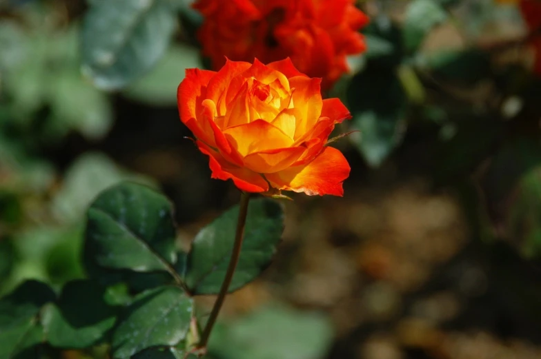 a single orange and yellow rose with a green background