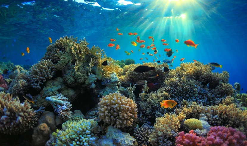 a coral reef with some bright orange and yellow fish