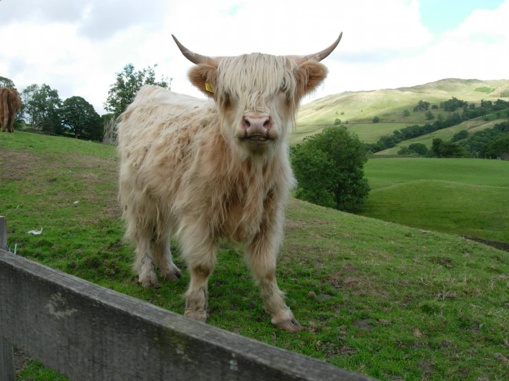 a long haired cow standing on top of a lush green hillside