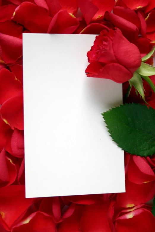 red rose and white blank card against the background of many flowers