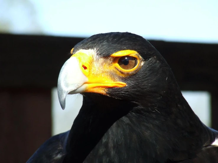 closeup of the head of a black and gold eagle with white beak