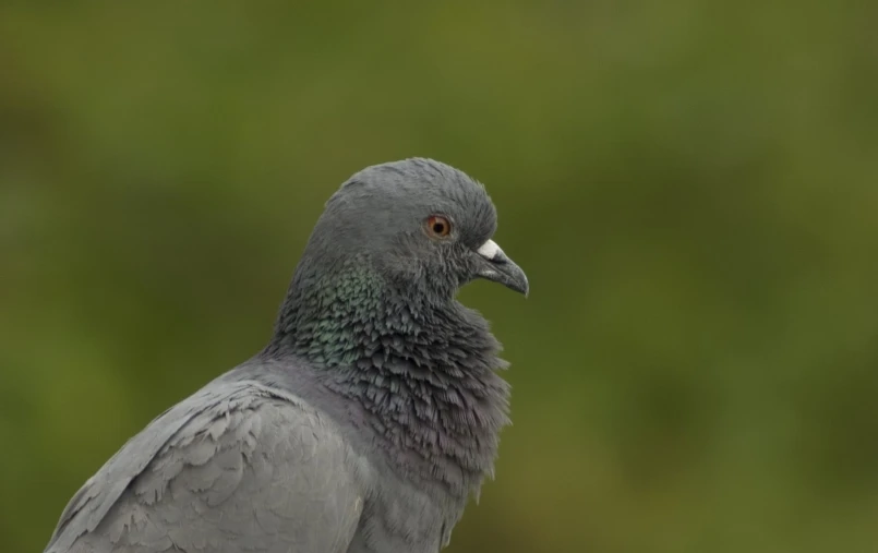 a grey bird that is looking back with a blurry background