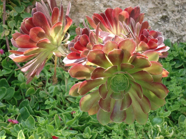 a bunch of red flowers with green stems