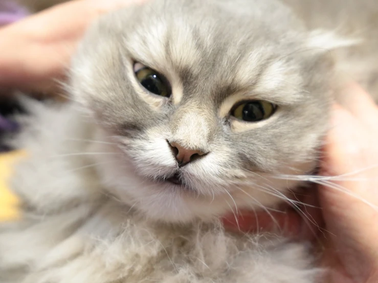 a person petting a grey and white kitten