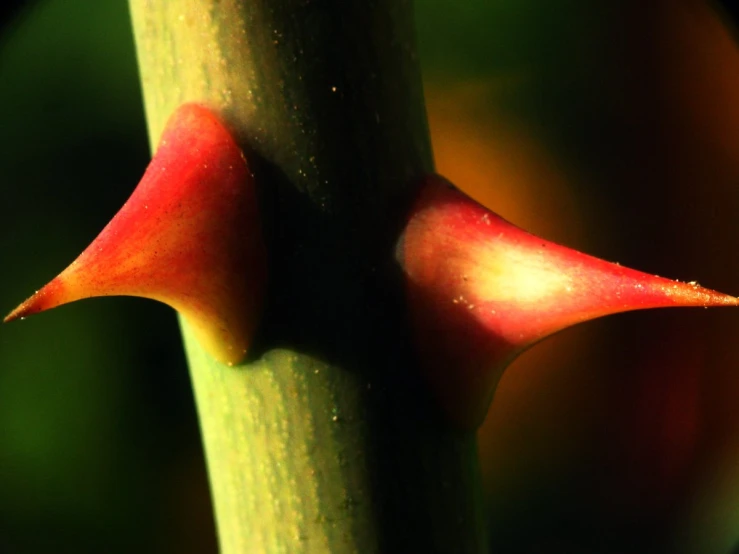 the long, bright stem with a small flower