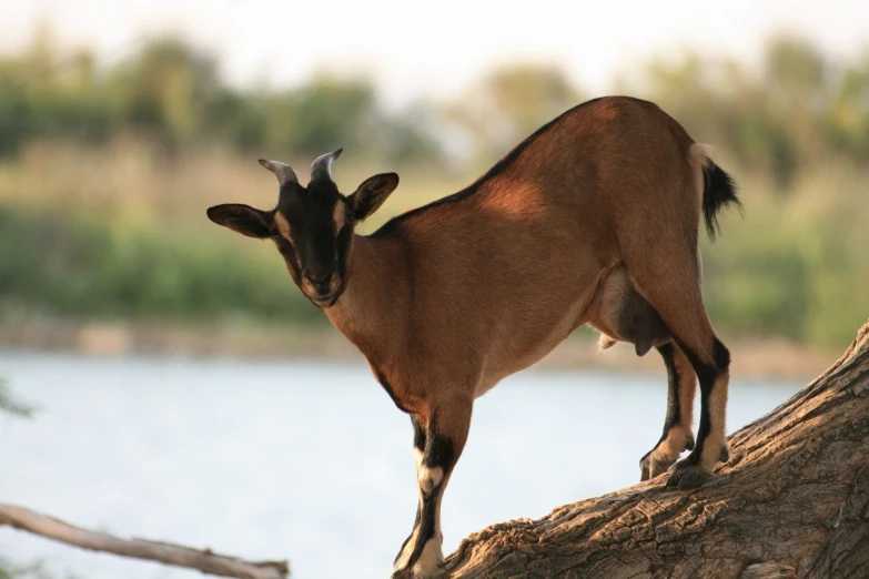 a goat standing on a tree nch in front of a lake