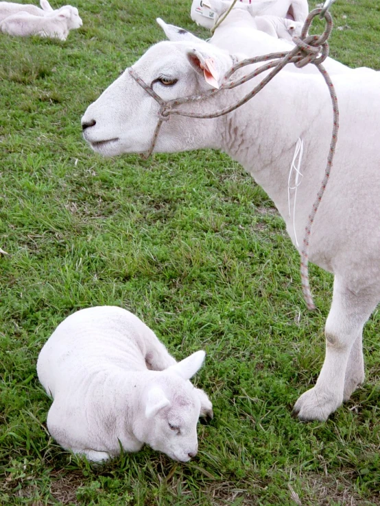 two lambs laying in the grass near each other