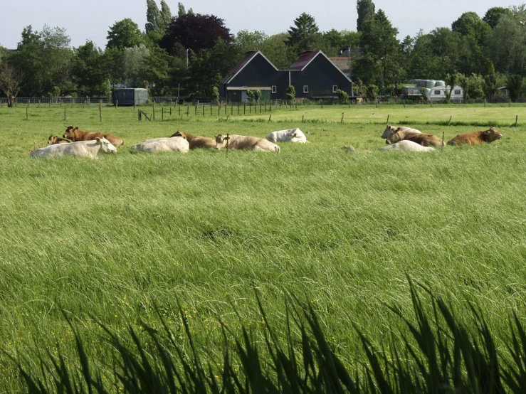 a grassy field with some animals lying on it