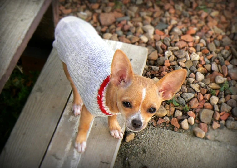 a small brown and white dog wearing a white sweater