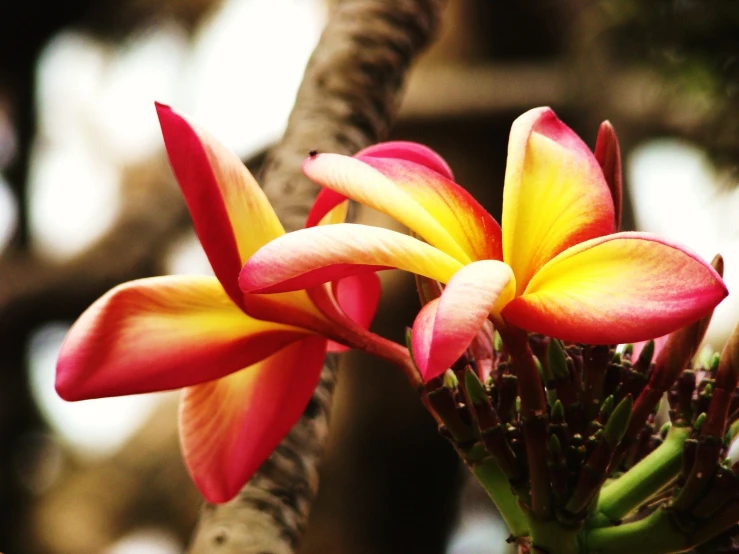 a couple of red and yellow flowers on a tree