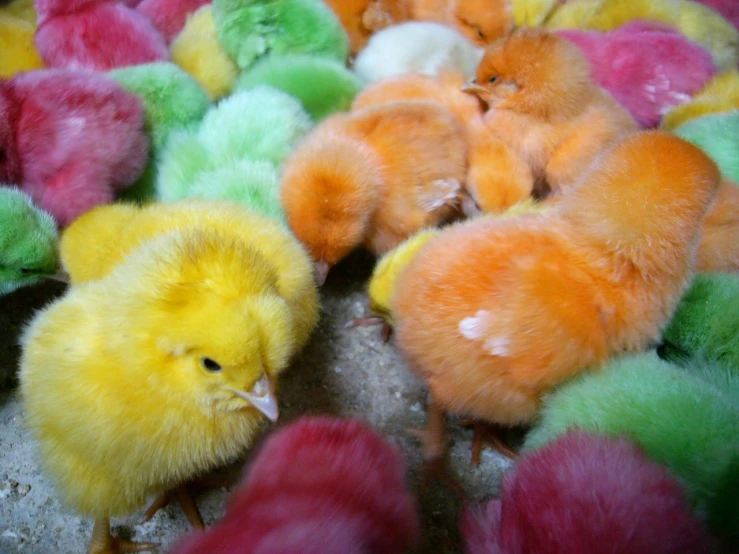 many chicks are lined up together in colorful stuff