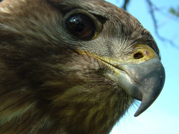 the very close up image of an eagle staring straight ahead