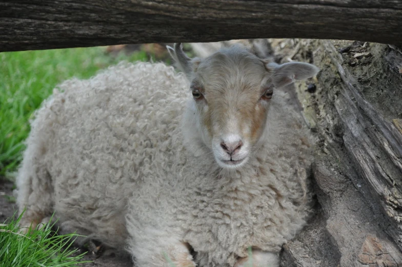 a close up of a sheep with grass on it's head