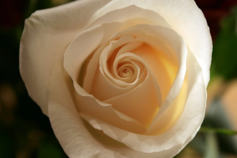 a large, white rose that has been wilted