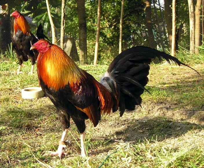 some black and red roosters standing in the grass