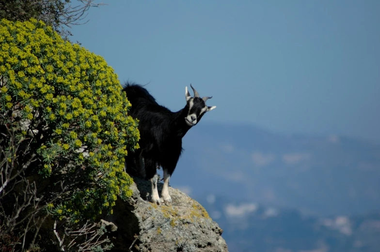 a black goat standing on a rock with greenery