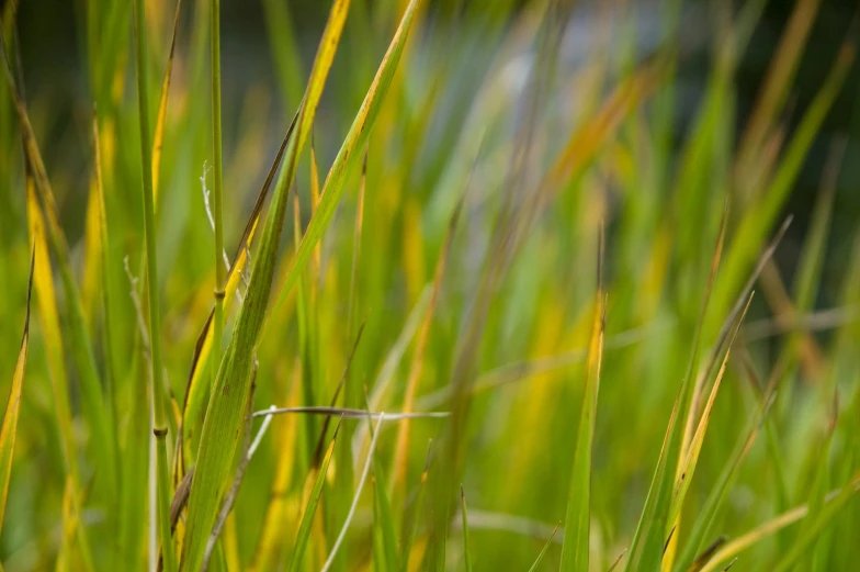 a grass background with lots of green leaves