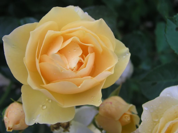 a yellow flower is blooming out of the ground