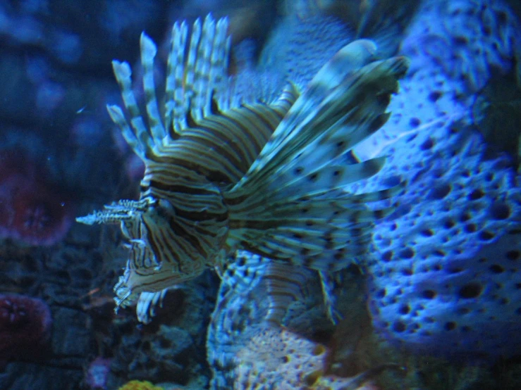 a lion fish swimming in the ocean with other marine animals nearby