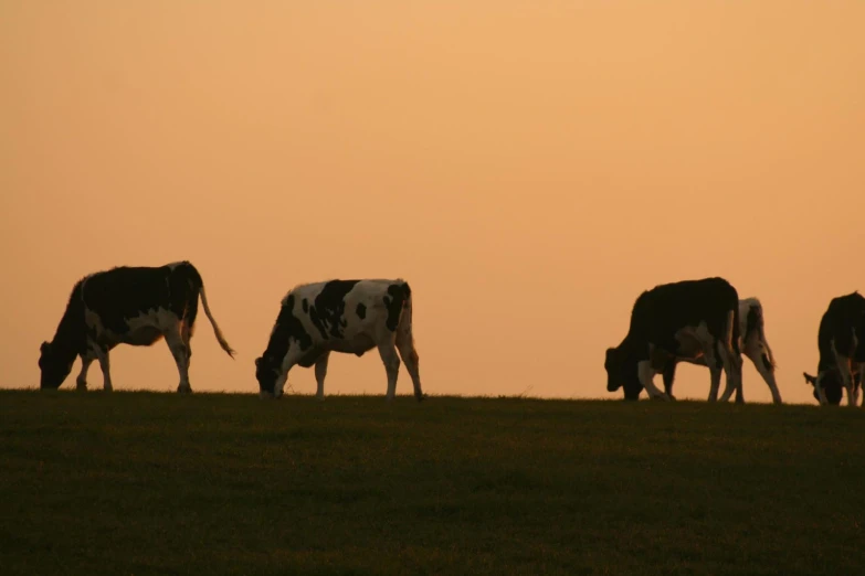 a herd of cattle grazing on top of a grass covered field