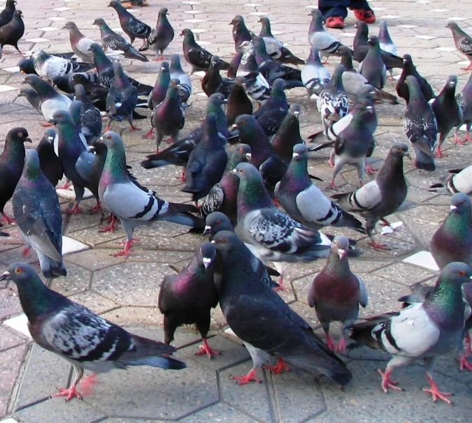 many pigeons gathered together, a man is behind them