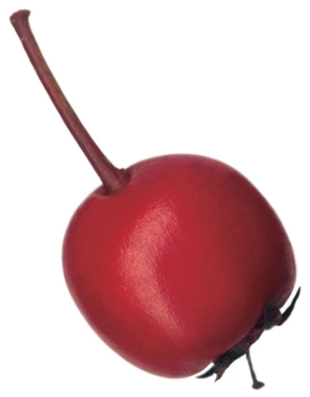 a red cheron with a small stem, it appears like a fruit