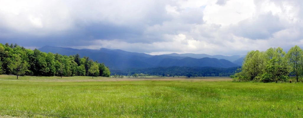 there are many trees and grass in the field