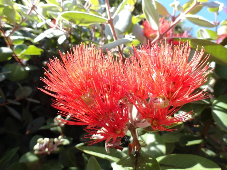 red flowers grow on top of green leaves