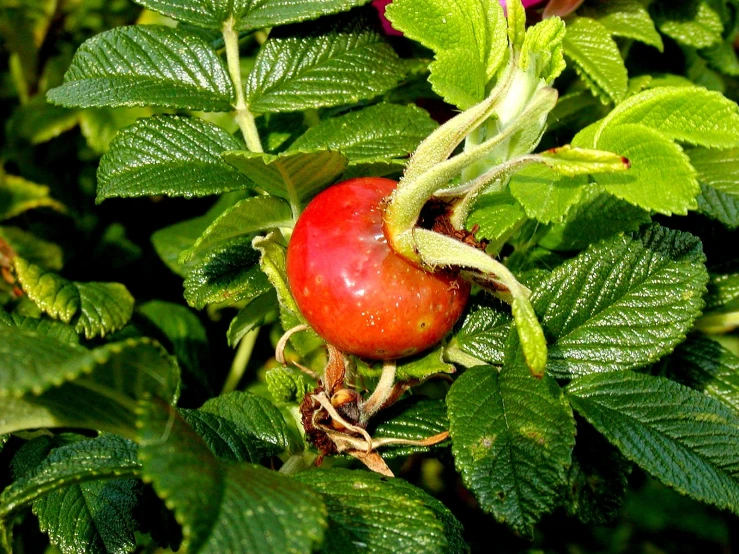 two red apples in green leaves, and a few buds