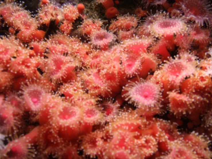 there are numerous pink and white corals in the sea